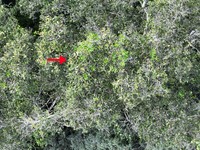 Diospyros poeppigiana