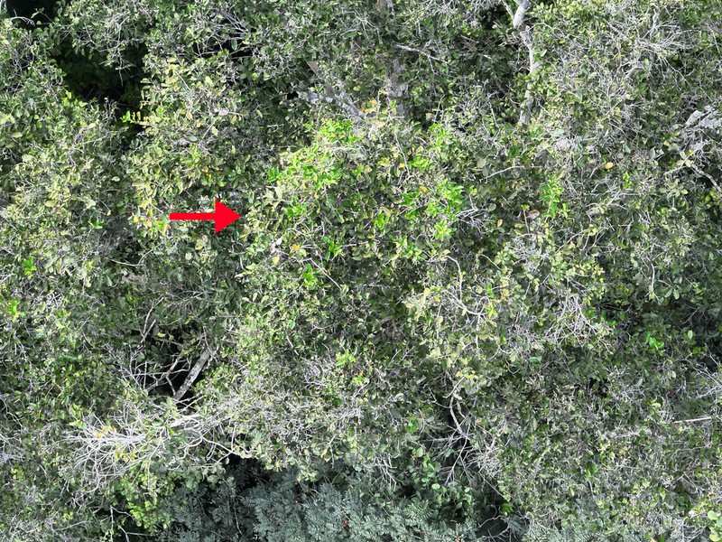 Diospyros poeppigiana