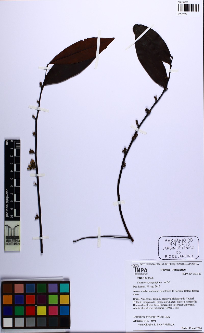 Diospyros poeppigiana photo 2