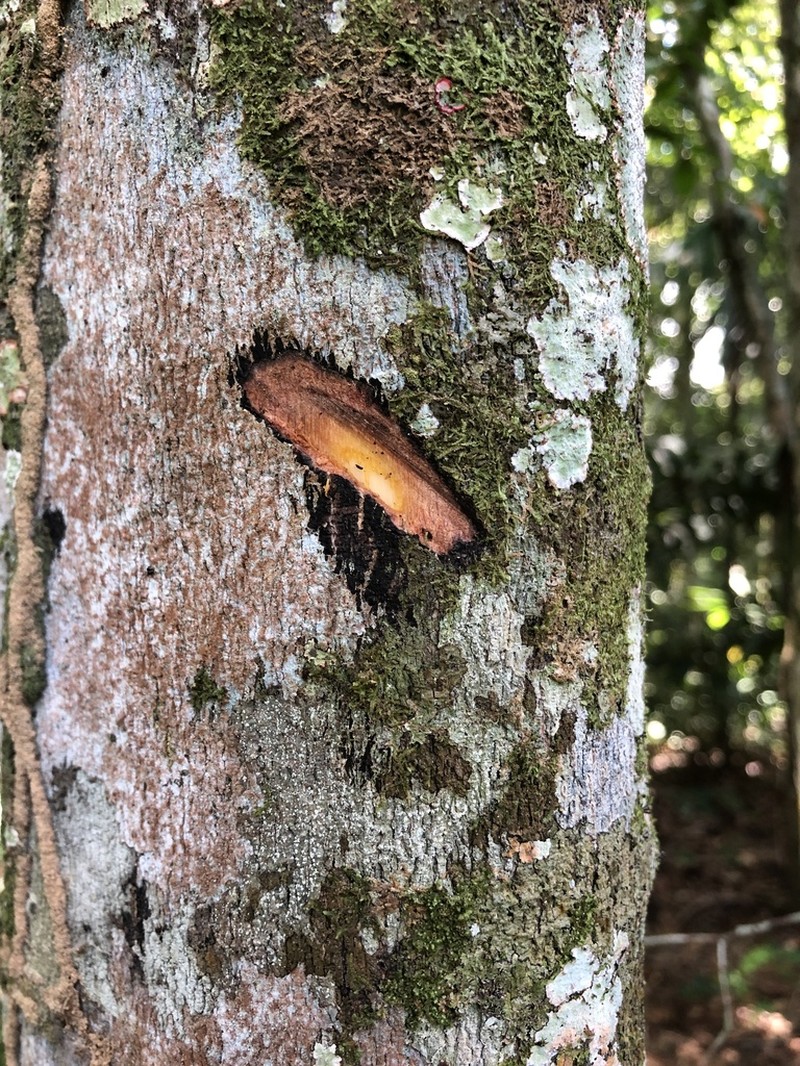 Diospyros poeppigiana photo 3