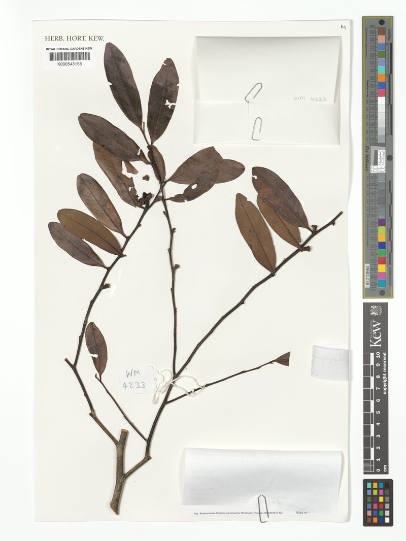 Diospyros poeppigiana photo 4