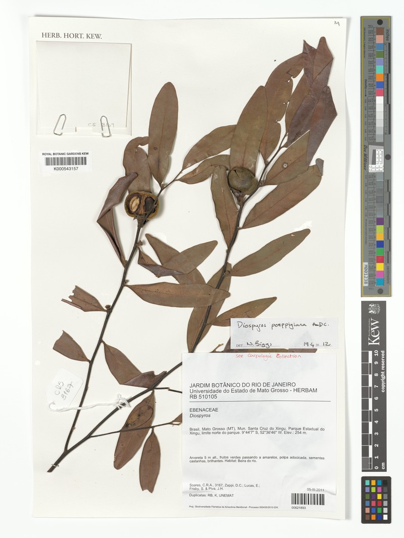 Diospyros poeppigiana photo 5