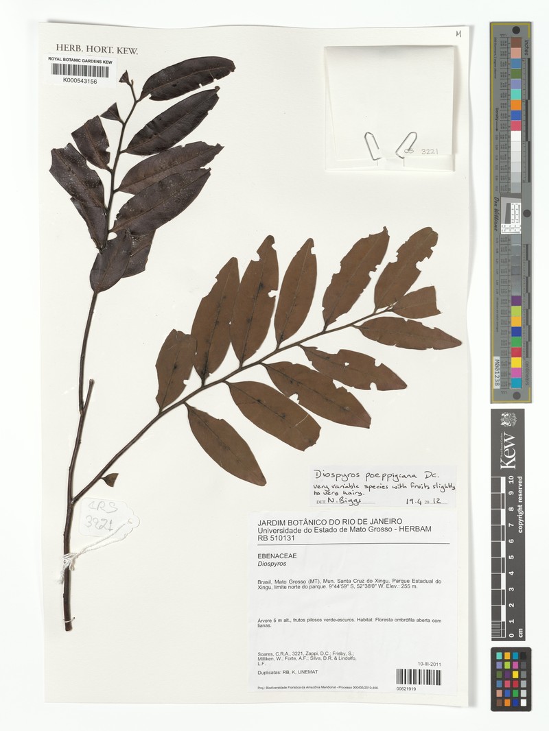 Diospyros poeppigiana photo 6