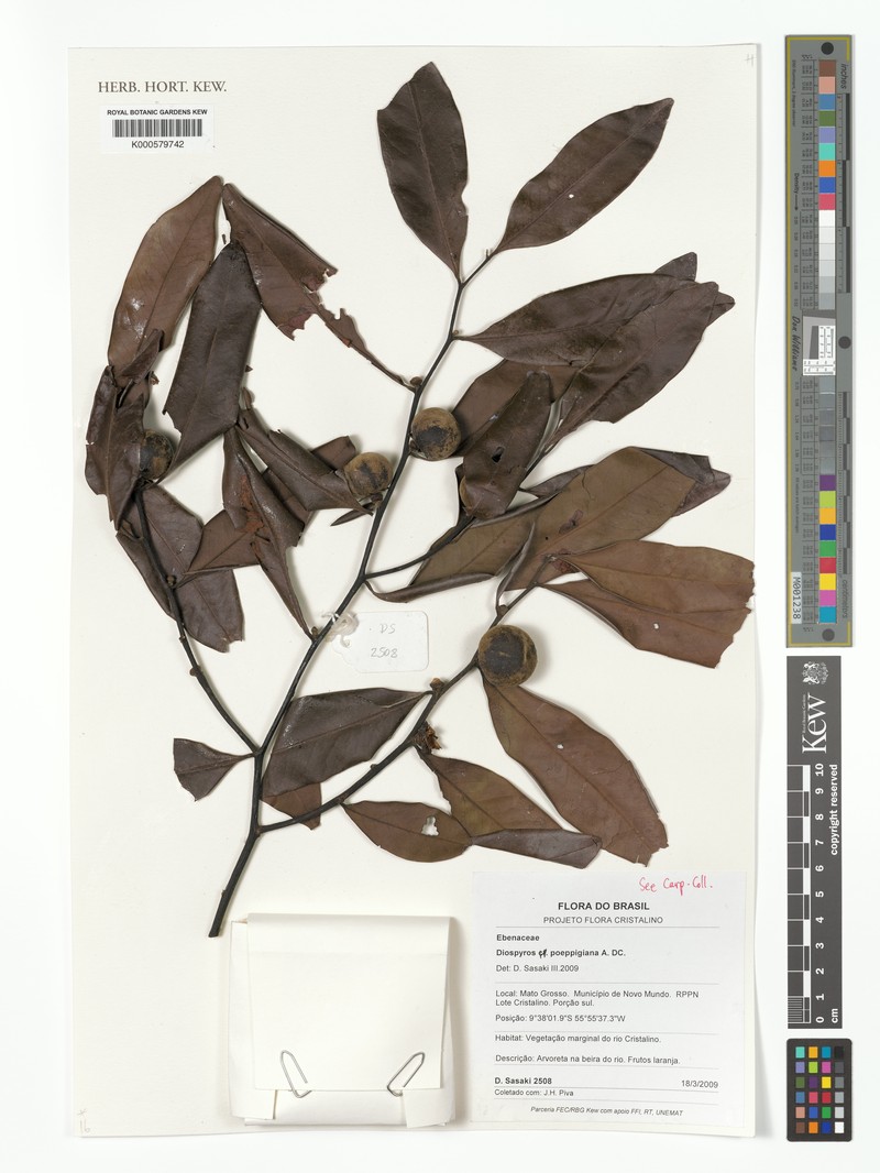 Diospyros poeppigiana photo 7