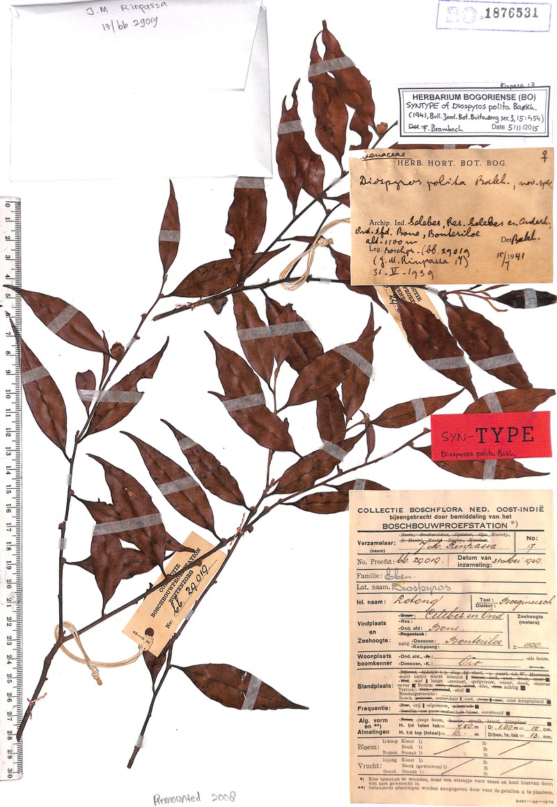 Diospyros polita