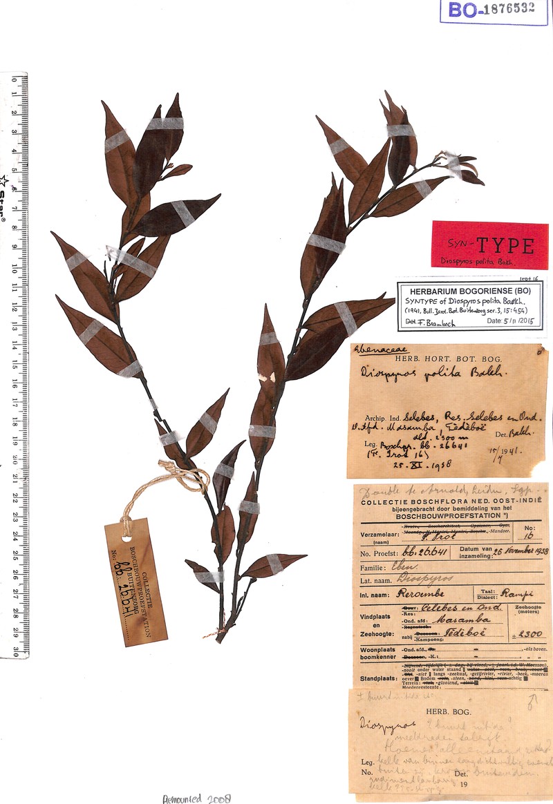 Diospyros polita photo 2