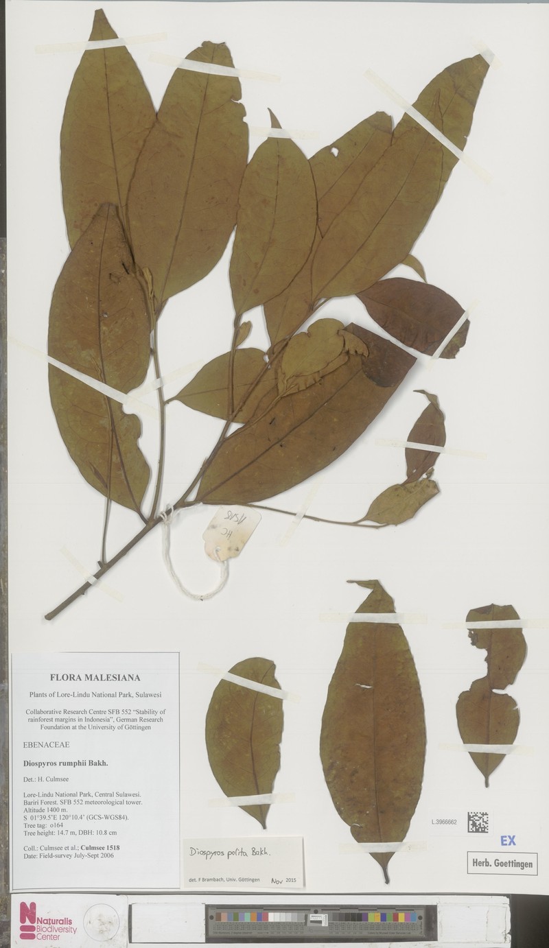 Diospyros polita photo 3