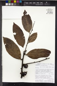 Diospyros polystemon