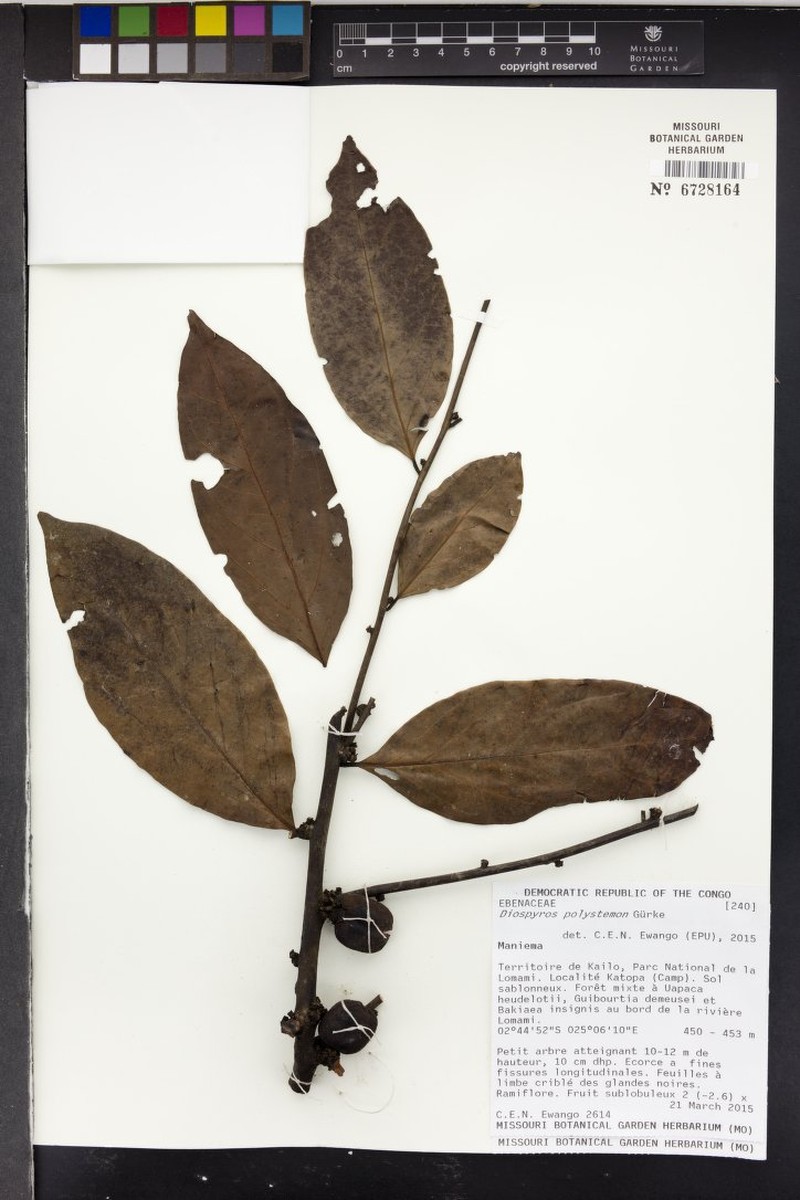 Diospyros polystemon