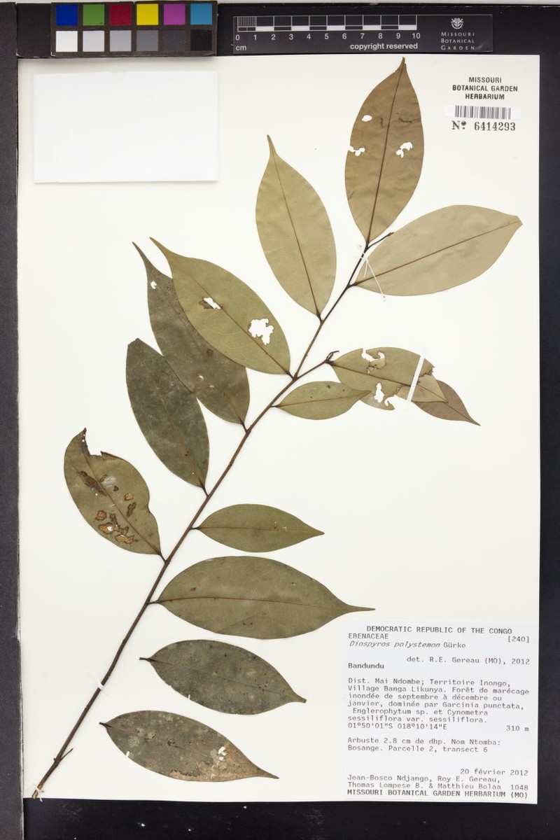 Diospyros polystemon photo 2