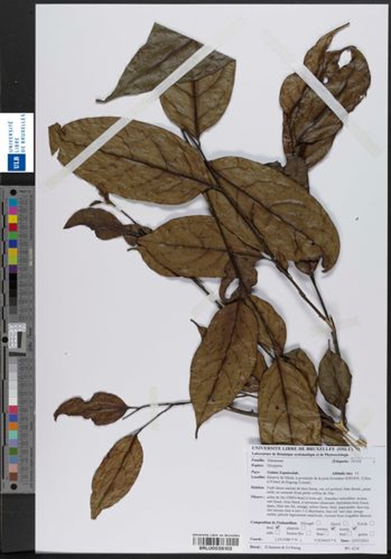 Diospyros polystemon photo 3