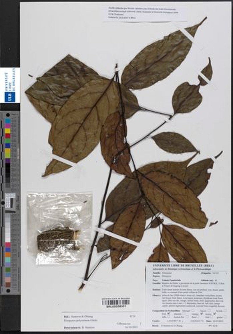 Diospyros polystemon photo 4