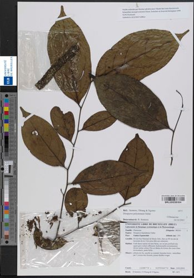 Diospyros polystemon photo 5
