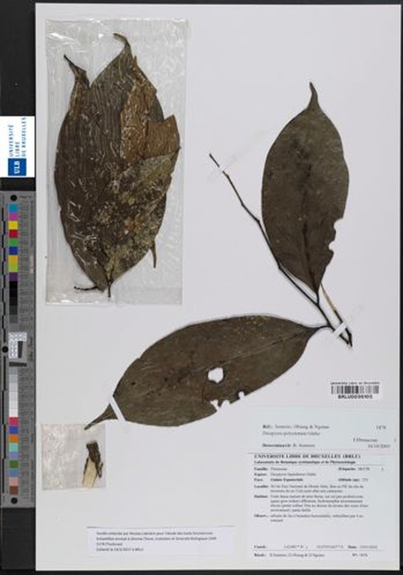 Diospyros polystemon photo 6
