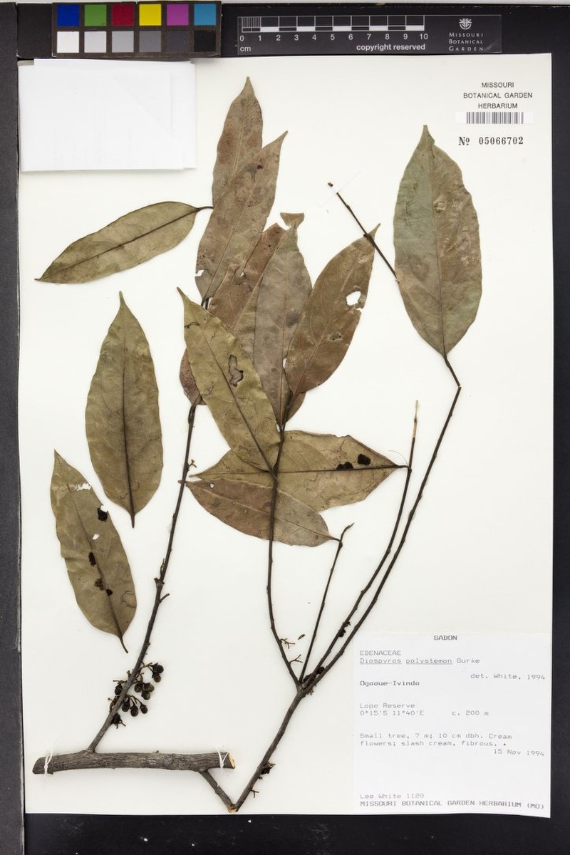 Diospyros polystemon photo 7