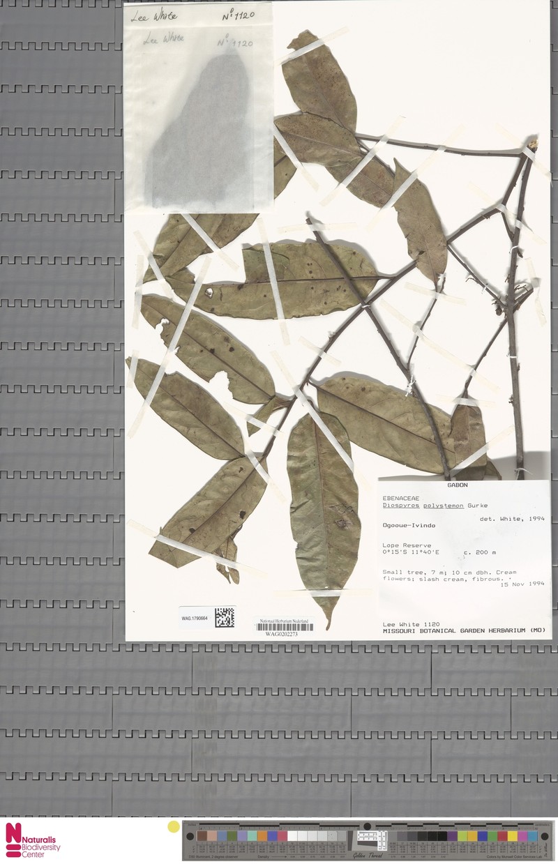Diospyros polystemon photo 8