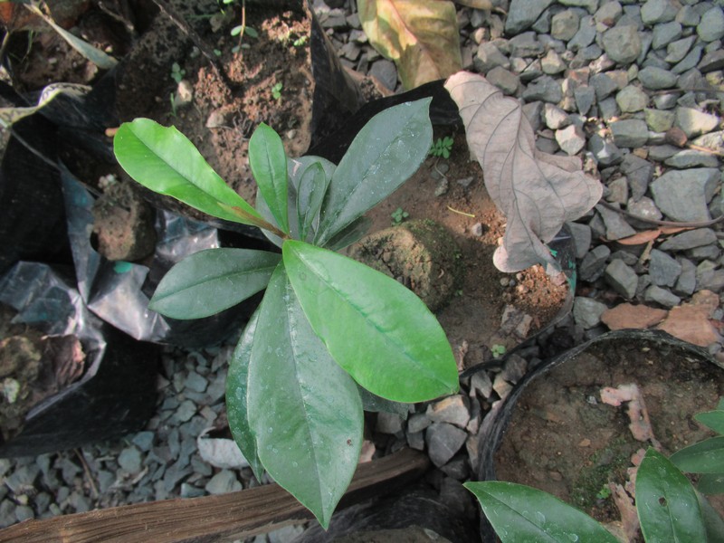 Diospyros poncei