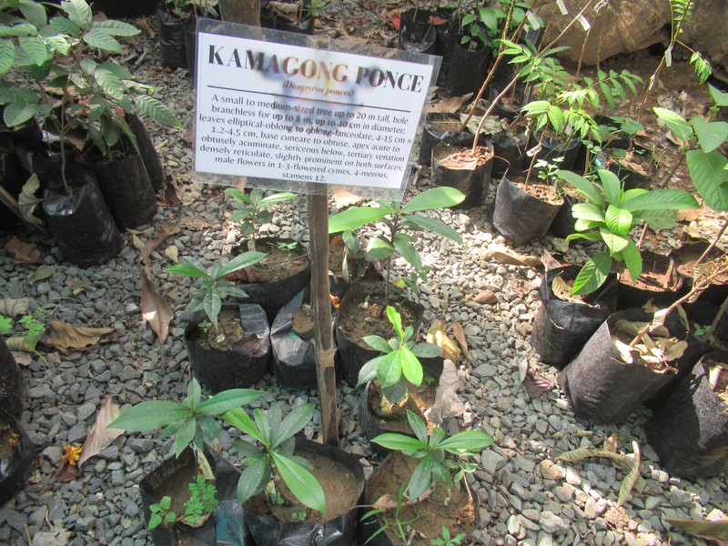 Diospyros poncei photo 2