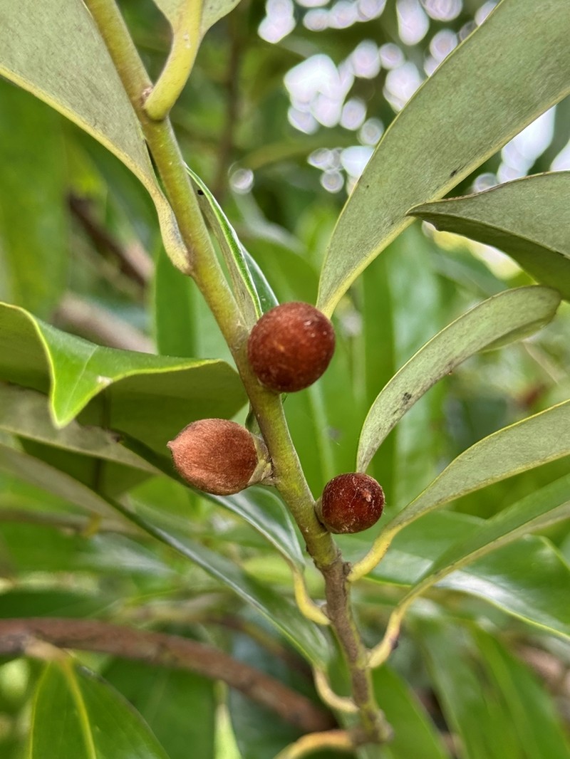 Diospyros poncei photo 3