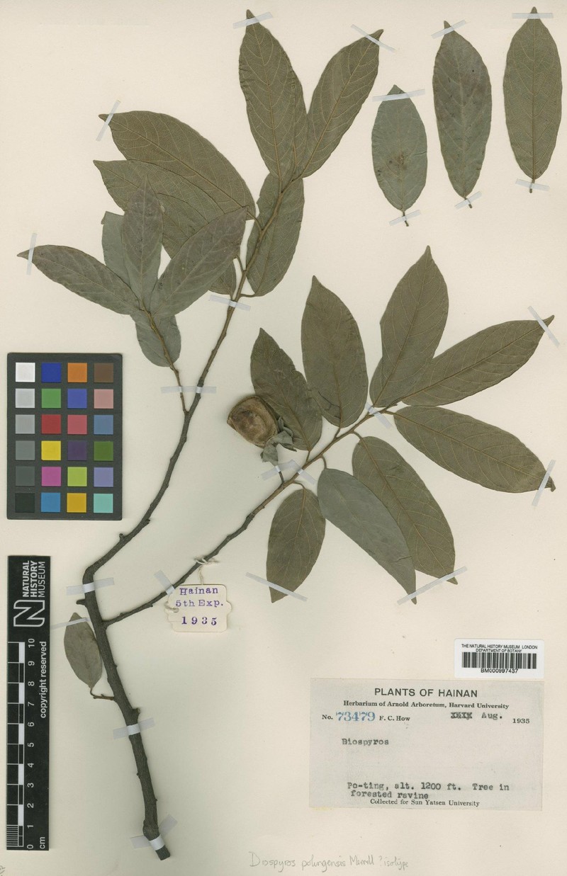 Diospyros potingensis