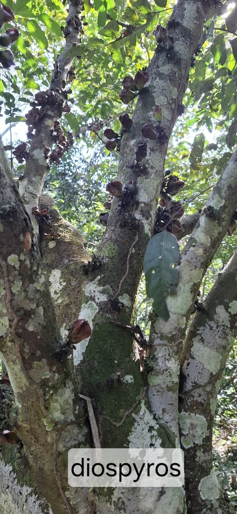 Diospyros preussii