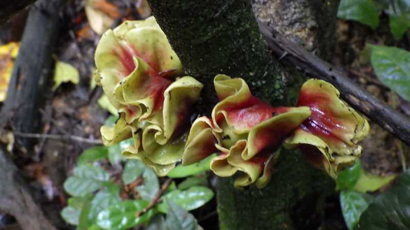 Diospyros preussii photo 3