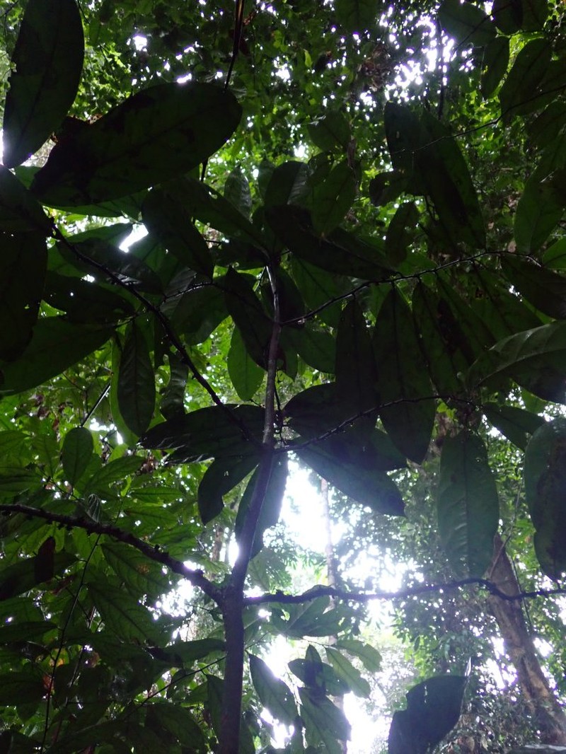 Diospyros preussii photo 4