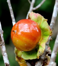Diospyros pruinosa