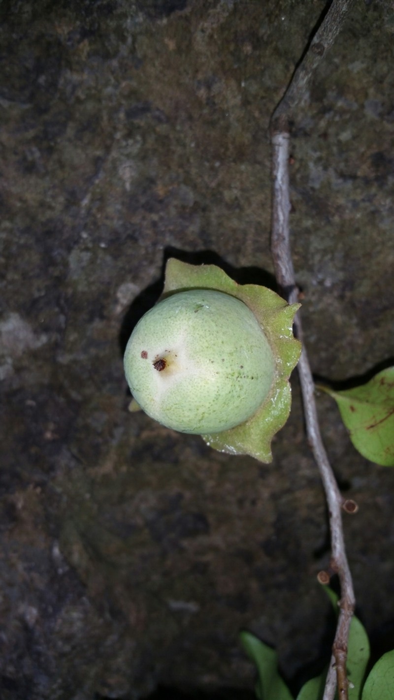 Diospyros pruinosa photo 2