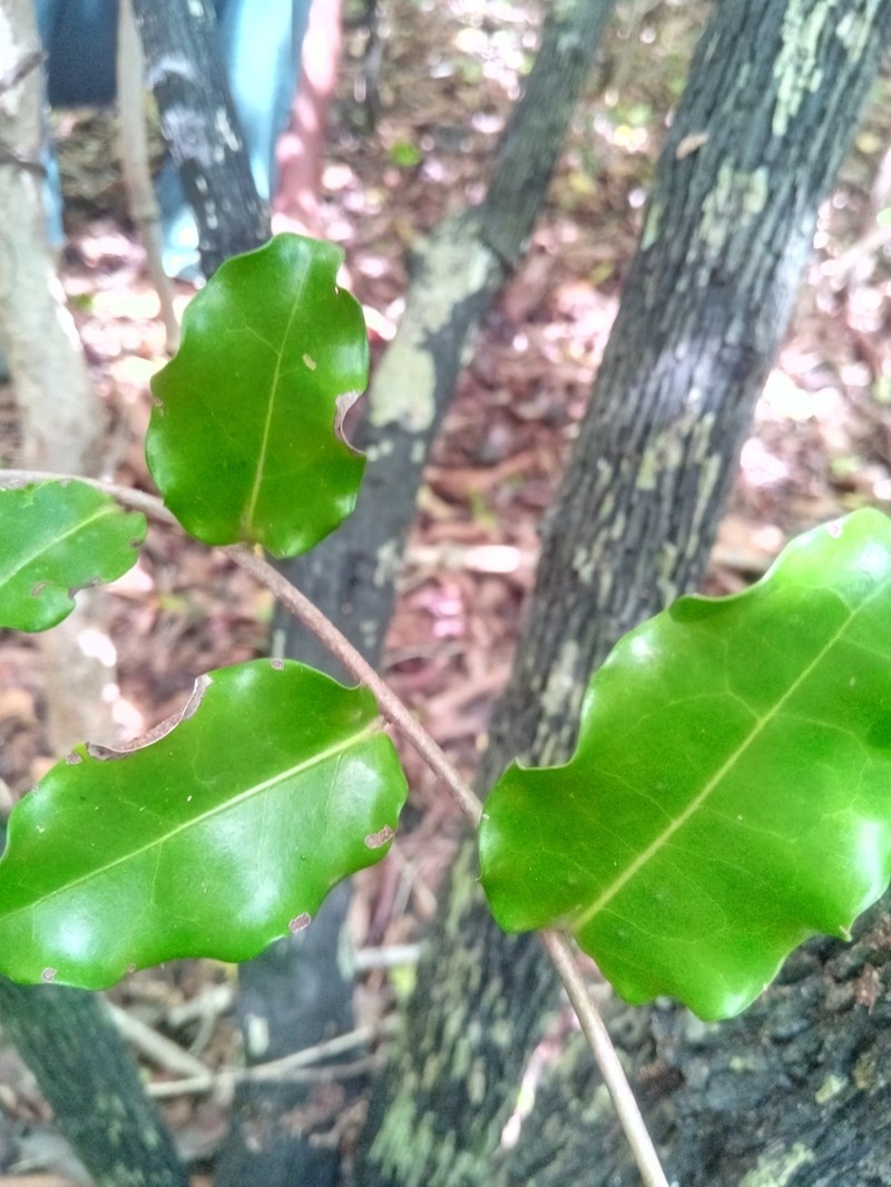 Diospyros pruinosa photo 3