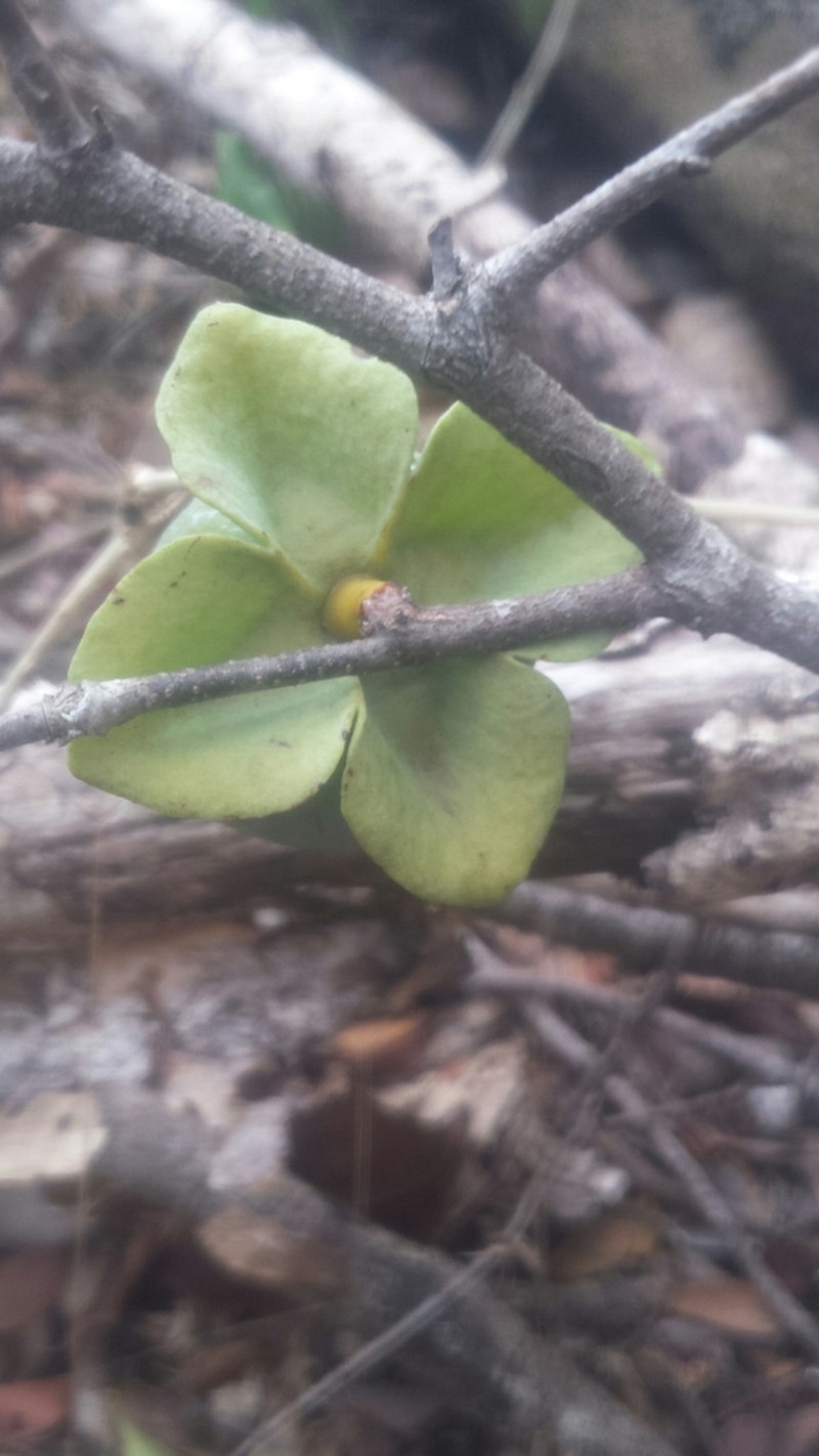 Diospyros pruinosa photo 4