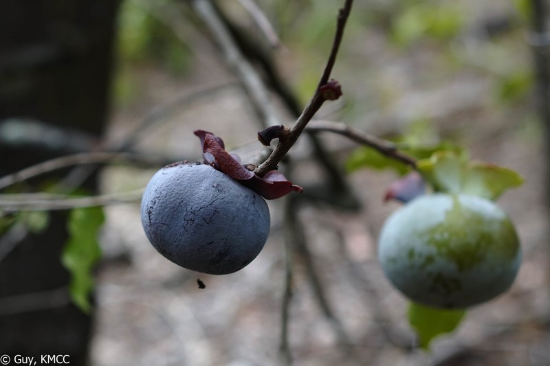 Diospyros pruinosa photo 5
