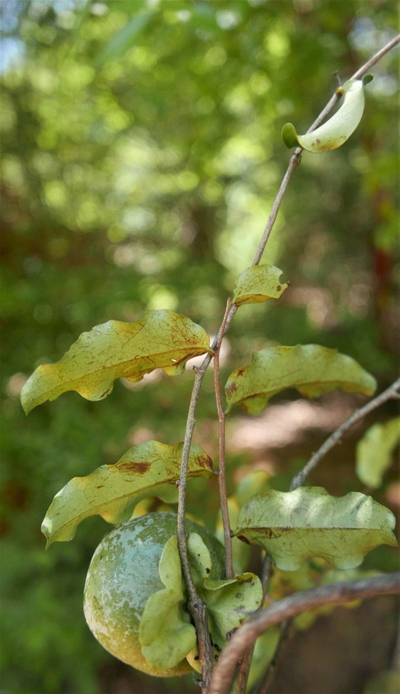 Diospyros pruinosa photo 6