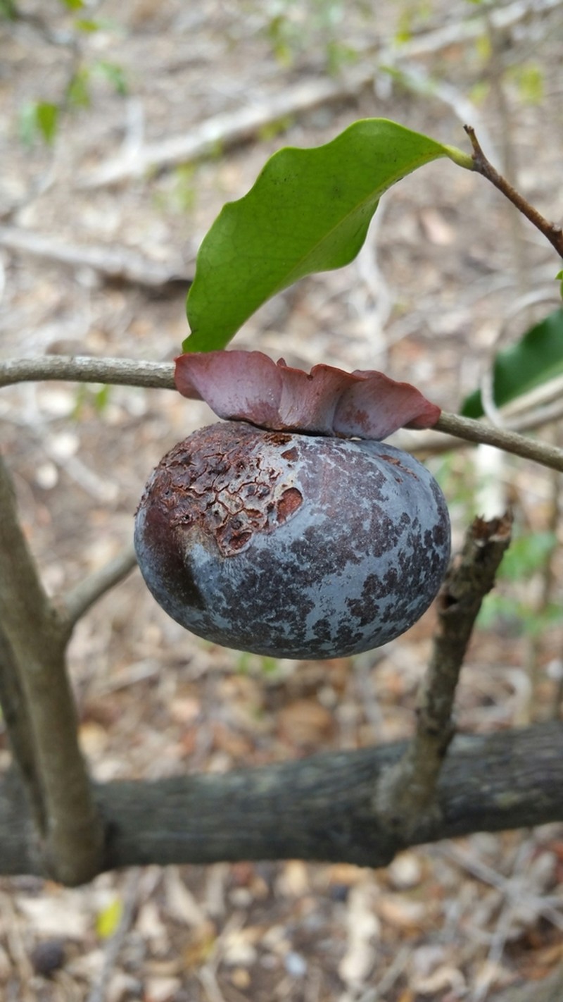Diospyros pruinosa photo 7