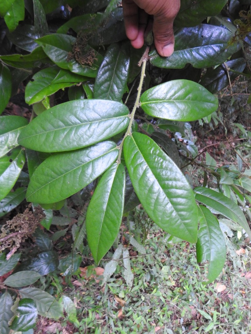 Diospyros pruriens photo 2