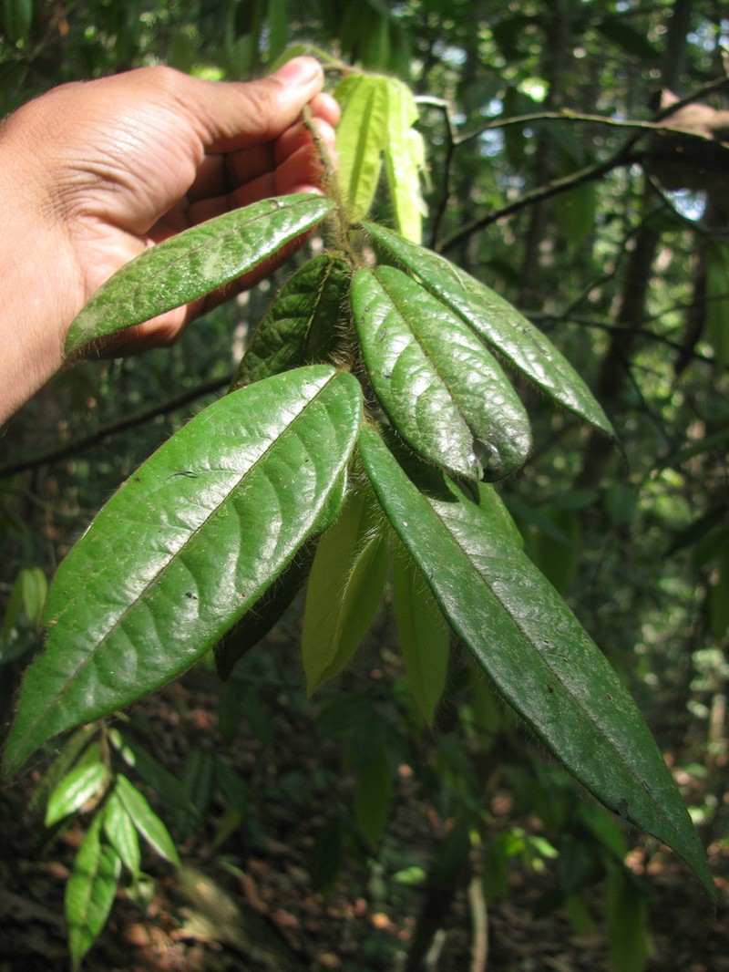 Diospyros pruriens photo 3