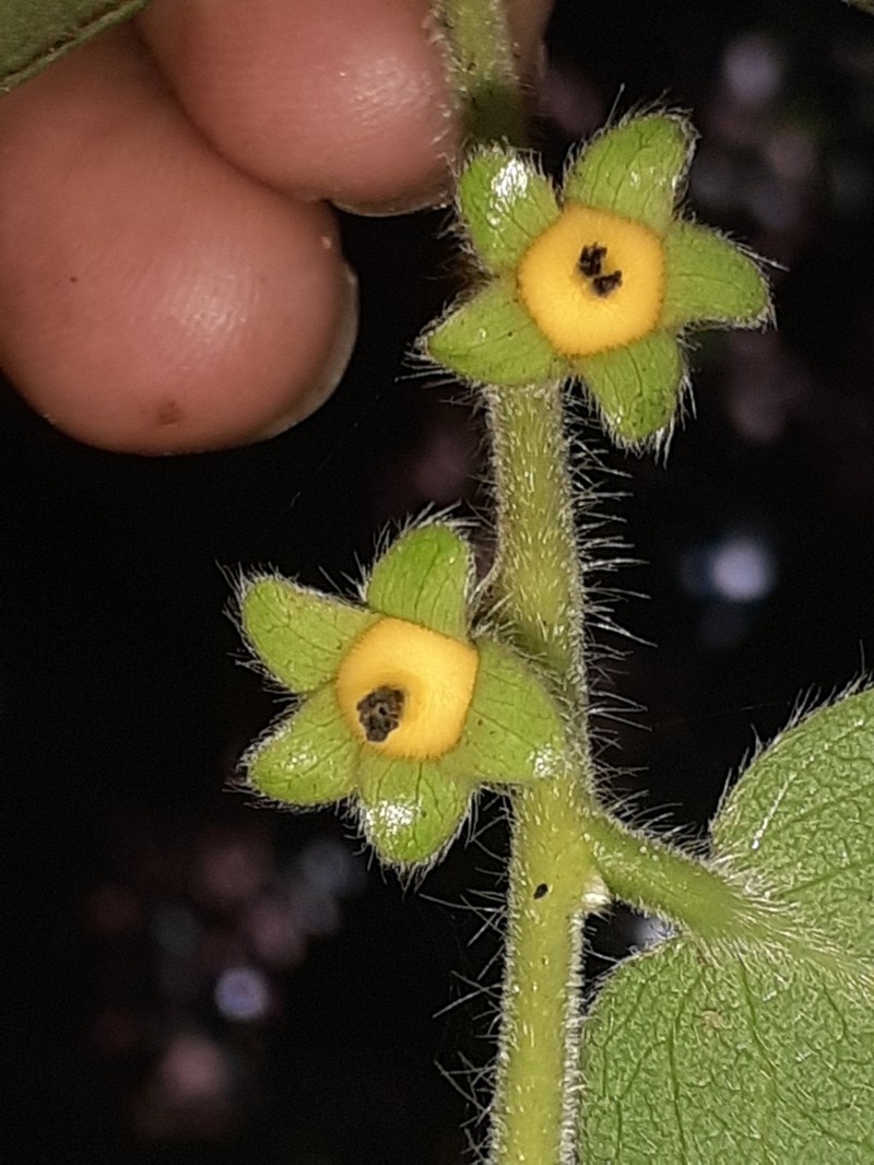 Diospyros pruriens photo 4