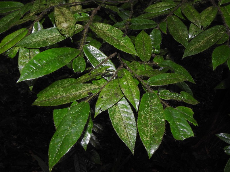 Diospyros pruriens photo 5