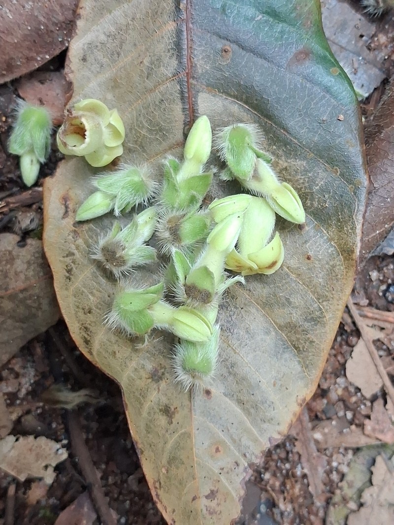 Diospyros pruriens photo 6