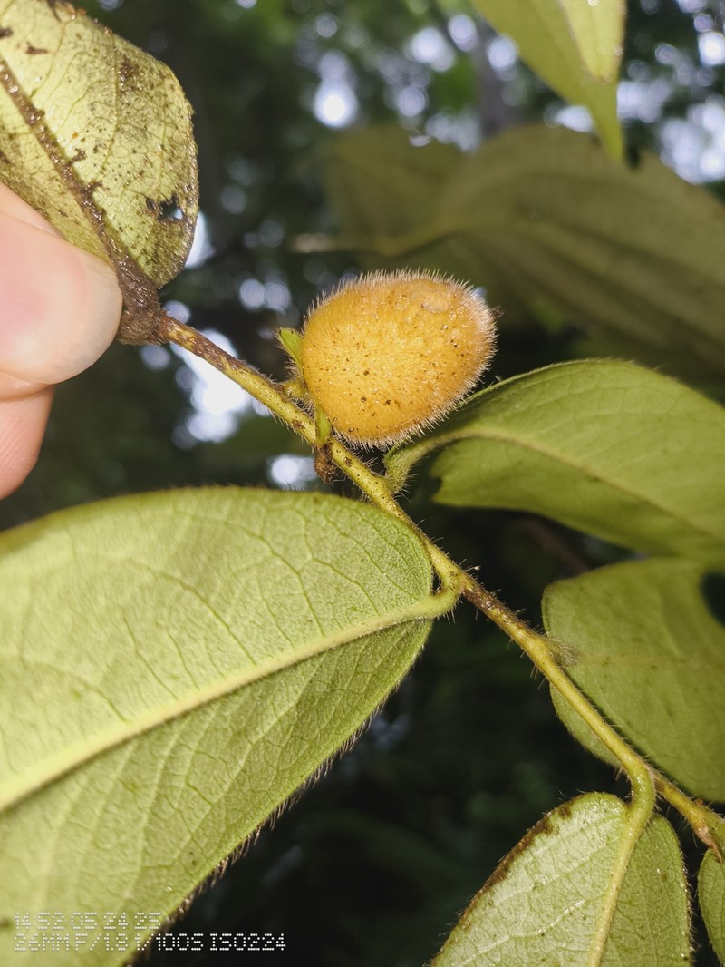 Diospyros pruriens photo 8