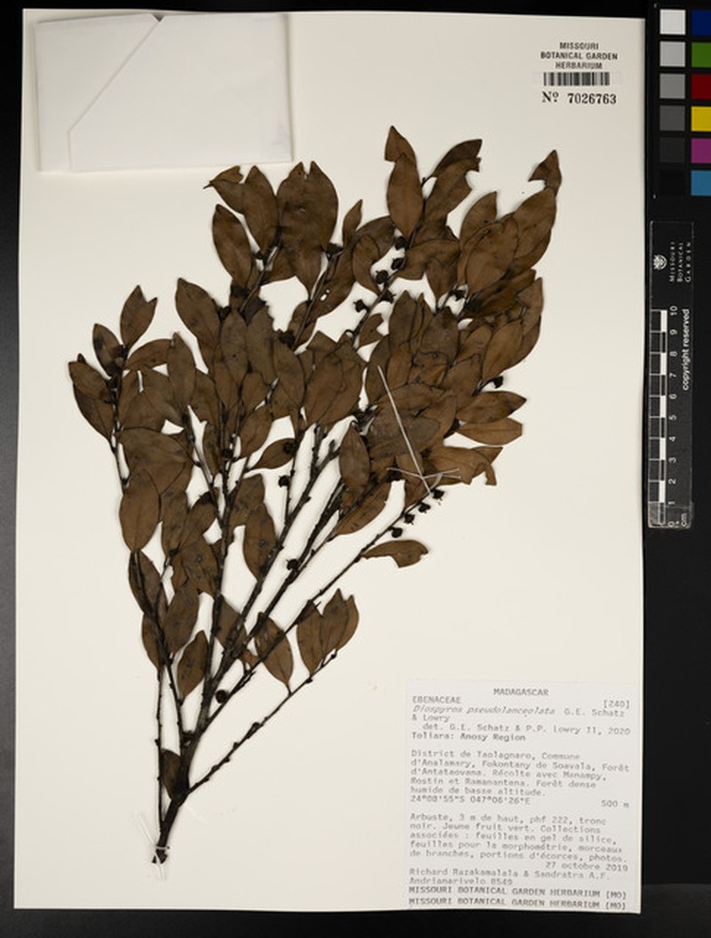 Diospyros pseudolanceolata photo 2