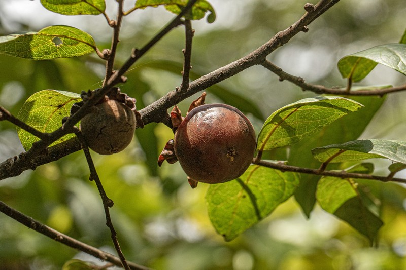 Diospyros pseudomespilus photo 2