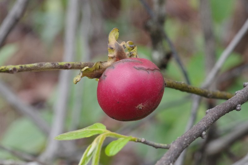 Diospyros pseudomespilus photo 3