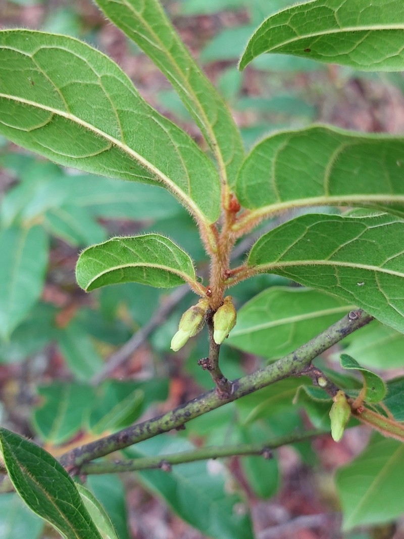 Diospyros pseudomespilus photo 4