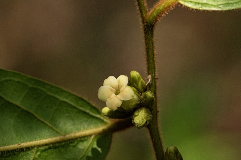 Diospyros pseudomespilus photo 5