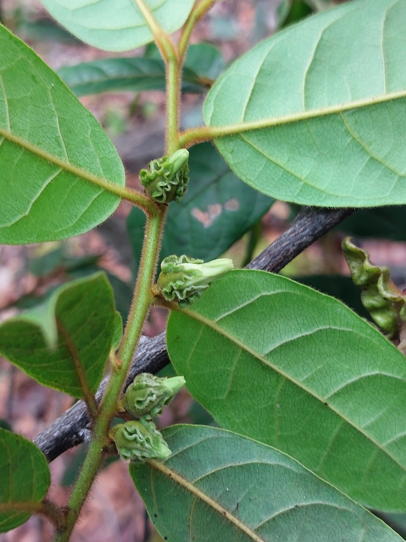 Diospyros pseudomespilus photo 6