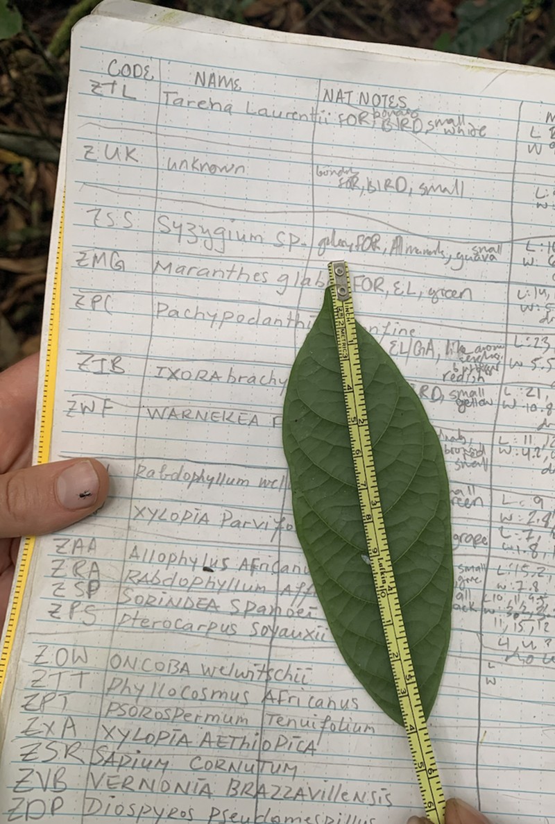 Diospyros pseudomespilus photo 7