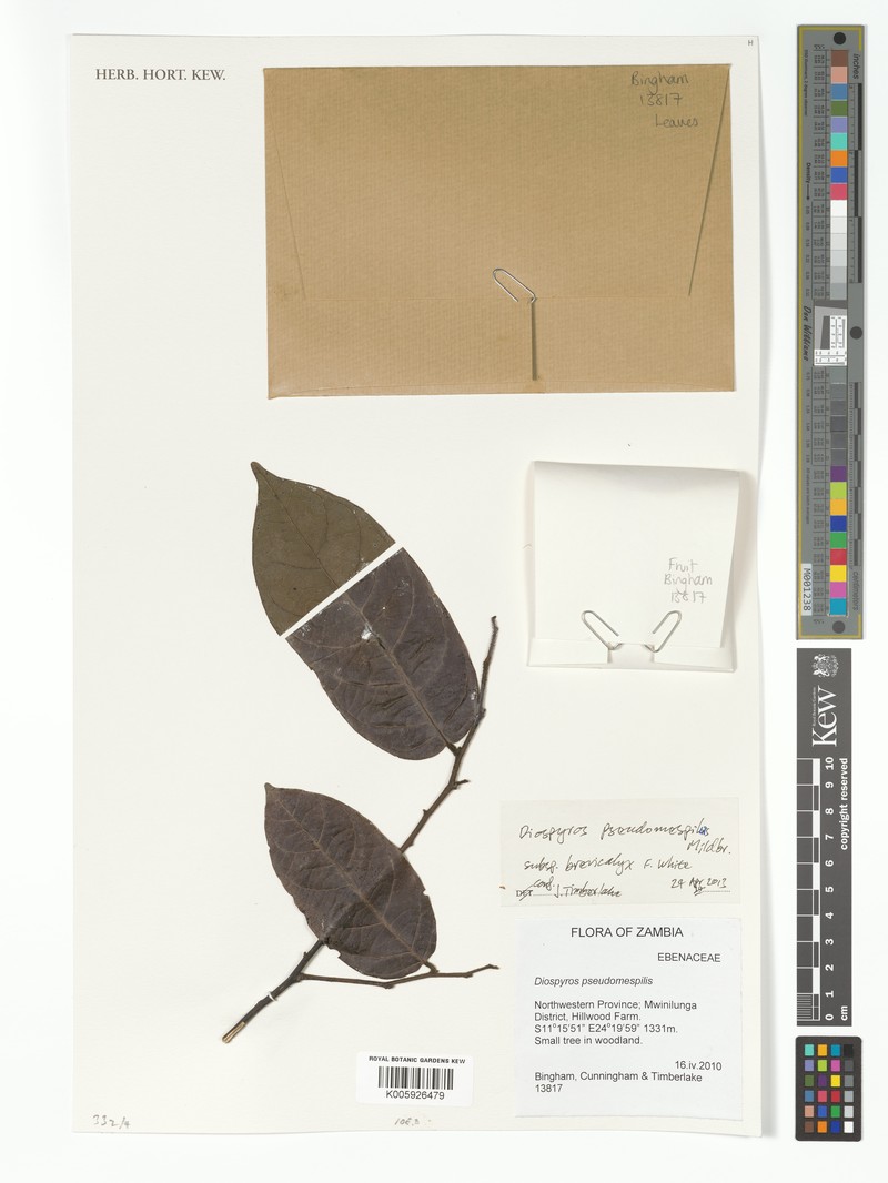 Diospyros pseudomespilus subsp. brevicalyx