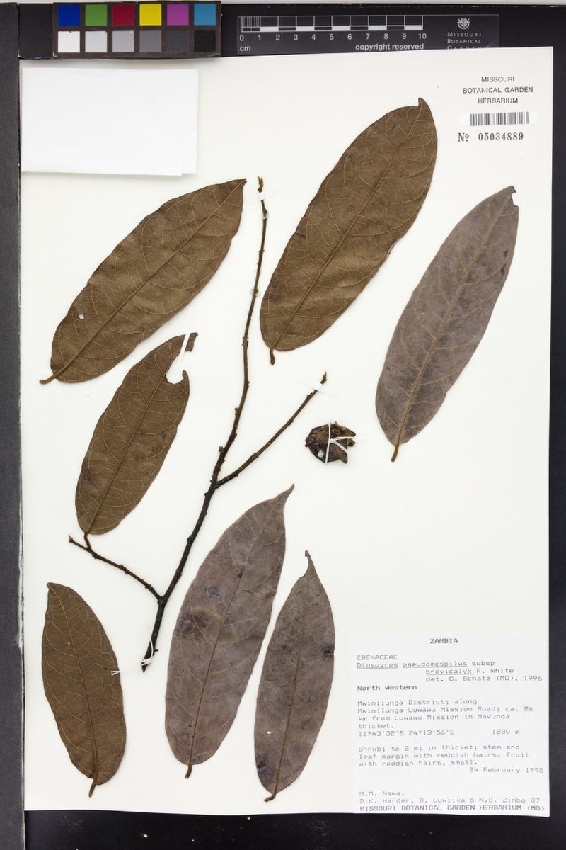 Diospyros pseudomespilus subsp. brevicalyx photo 2