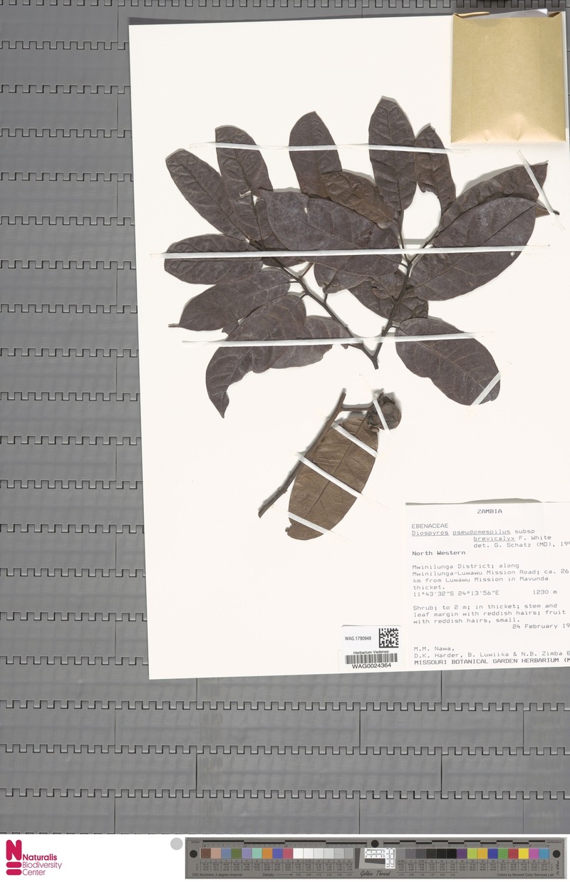 Diospyros pseudomespilus subsp. brevicalyx photo 3